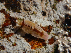 Image of Glyptidotea lichtensteini