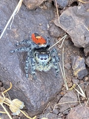 Phidippus phoenix