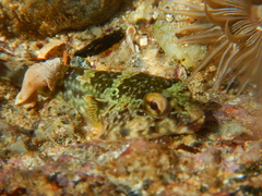 Chorisochismus dentex