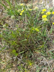 Stachys angustifolia