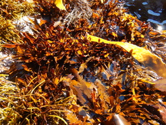 Anthophycus longifolius