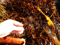 Anthophycus longifolius