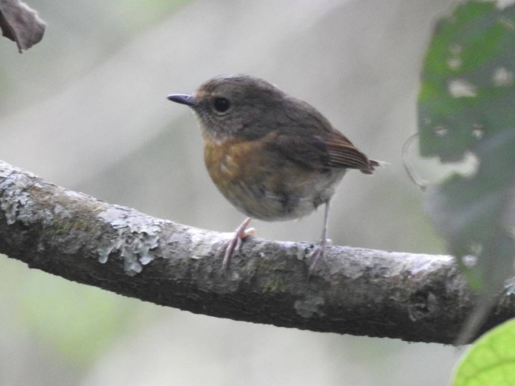 Snowy-Browed Flycatcher