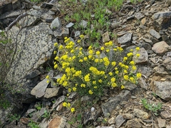 Alyssum calycocarpum