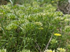 Alyssum umbellatum