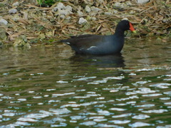 Gallinula galeata