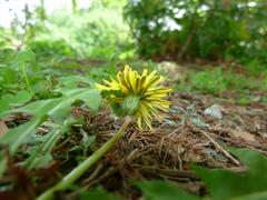 Taraxacum platycarpum