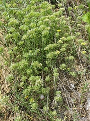 Alyssum umbellatum