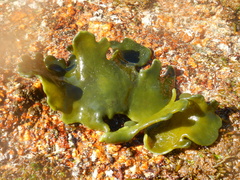 Codium stephensiae