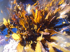 Anthophycus longifolius