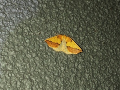 Neoterpes edwardsata