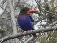 Halcyon cyanoventris