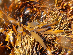 Anthophycus longifolius