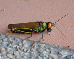 Coscineuta coxalis