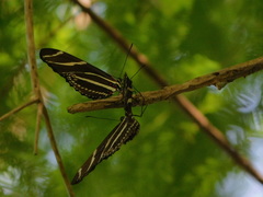 Heliconius charithonia