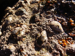 Scutellastra cochlear