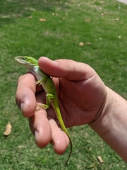 Anolis carolinensis
