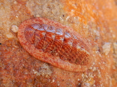 Chitonoidea