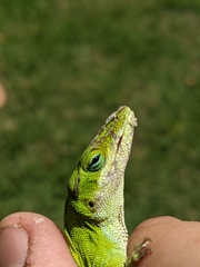 Anolis carolinensis