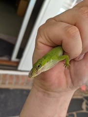 Anolis carolinensis