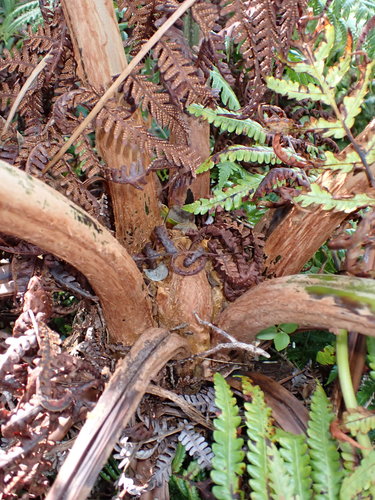 Cibotium chamissoi