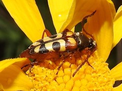 Typocerus sinuatus