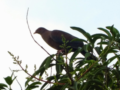 Patagioenas flavirostris