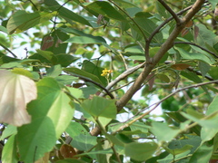 Grewia tiliifolia