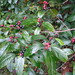 Carolina Buckthorn - Photo (c) rockybranch, some rights reserved (CC BY-NC), uploaded by rockybranch
