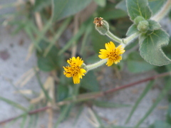 Tridax dubia
