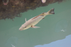 Lutjanus novemfasciatus