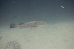 Lutjanus novemfasciatus