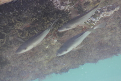 Lutjanus novemfasciatus