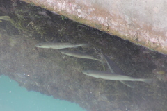 Lutjanus novemfasciatus