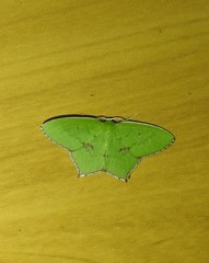 Maxates tanygona