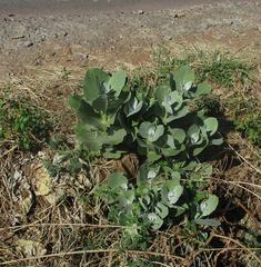 Calotropis