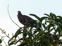 Patagioenas flavirostris