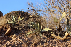Agave sobria sobria