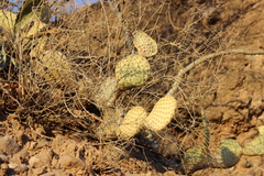 Opuntia comonduensis
