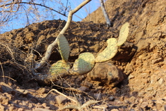 Opuntia comonduensis