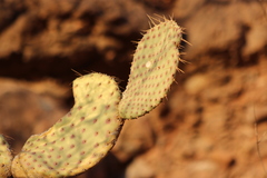 Opuntia comonduensis
