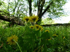 Taraxacum platycarpum