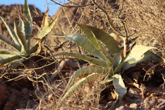 Agave sobria sobria