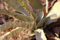 Agave sobria sobria