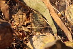 Opuntia comonduensis