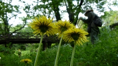 Taraxacum platycarpum