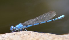 Argia nahuana