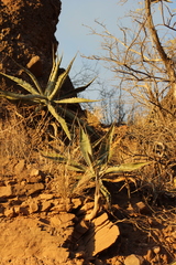 Agave sobria sobria