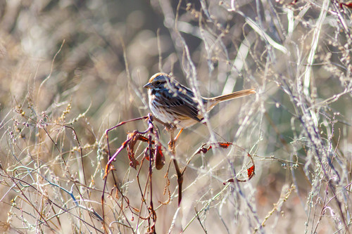 Song Sparrow photographed in Tennessee