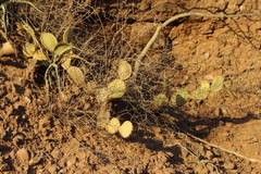 Opuntia comonduensis